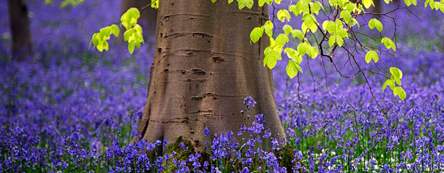 Belgium Hallerbos Forest